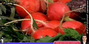 کار و فنّاوری ششم ابتدایی پروژه ها و پودمان های انتخابی - سبزی کاری
