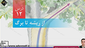 علوم تجربی پنجم ابتدایی فصل 12 : از ریشه تا برگ