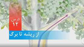 علوم تجربی پنجم ابتدایی فصل 12 : از ریشه تا برگ