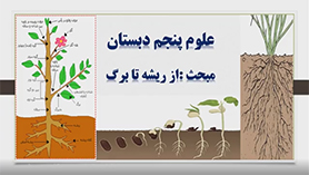 علوم تجربی پنجم ابتدایی فصل 12 : از ریشه تا برگ