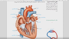 علوم تجربی هفتم متوسطه اول  فصل 14 : گردش مواد