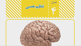 علوم تجربی هشتم متوسطه اول  فصل 4 : تنظیم عصبی
