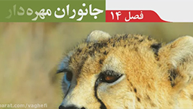 علوم تجربی نهم متوسطه اول  فصل 14 : جانوران مهره دار