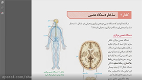 زیست شناسی یازدهم متوسطه دوم  فصل 1 : تنظیم عصبی (ساختار دستگاه عصبی)