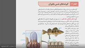 زیست شناسی یازدهم متوسطه دوم  فصل 2 : حواس (گیرنده های حسی جانوران)