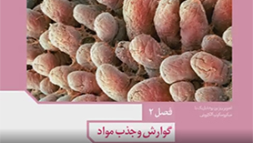 زیست شناسی دهم متوسطه دوم  فصل 2 : گوارش و جذب مواد (ساختار و عملکرد لوله گوارش)