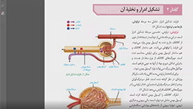 زیست شناسی دهم متوسطه دوم  فصل 5 : تنظیم اسمزی و دفع مواد زائد (تشکیل ادرار و تخلیه آن)