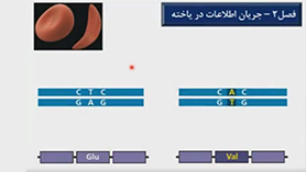 زیست شناسی دوازدهم متوسطه دوم  فصل 2 : جریان اطلاعات در یاخته (رونویسی)