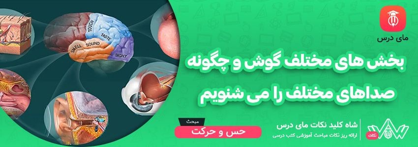 [شاه کلید مای درس] | بخش های مختلف گوش و چگونه صداهای مختلف را می شنویم